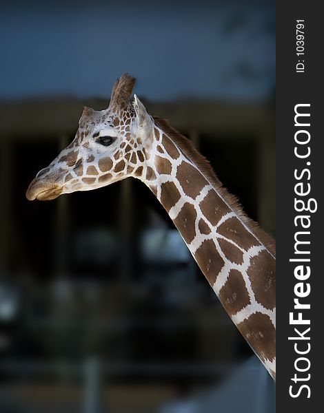 Giraffe looking over its a head shot