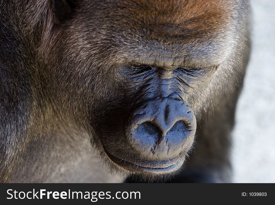 Male slvierback Gorilla