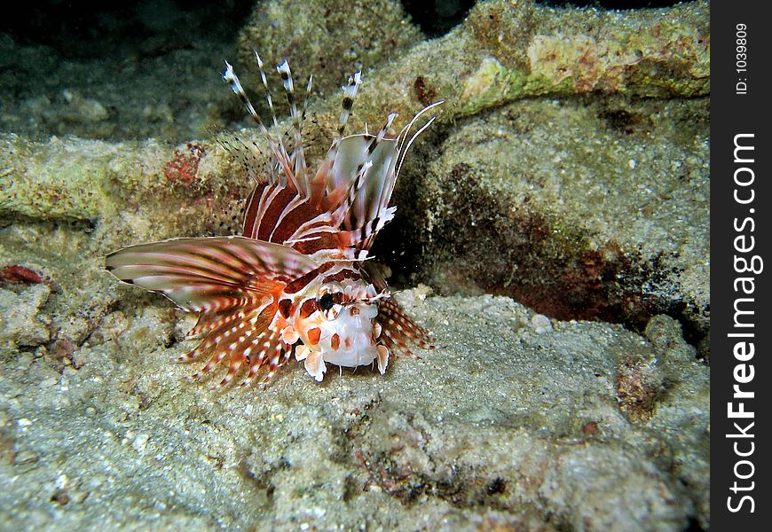 Lionfish sleeping on the seabed at night