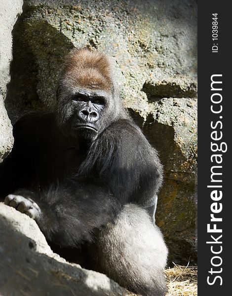 Male slvierback Gorilla