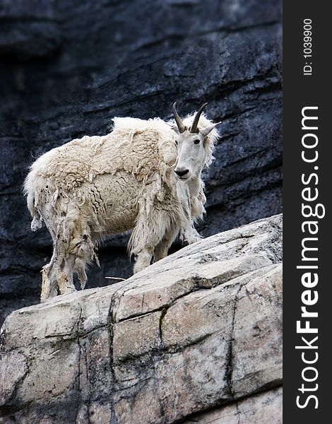 Mountain  Goat