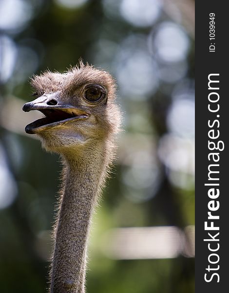 Emu Face head looking around