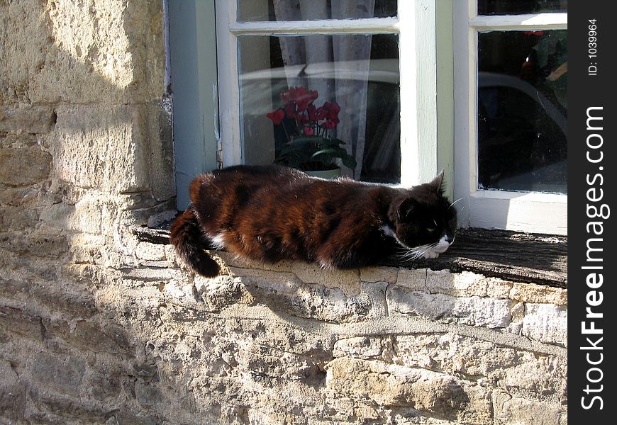 Cat resting on a window ledge. Cat resting on a window ledge