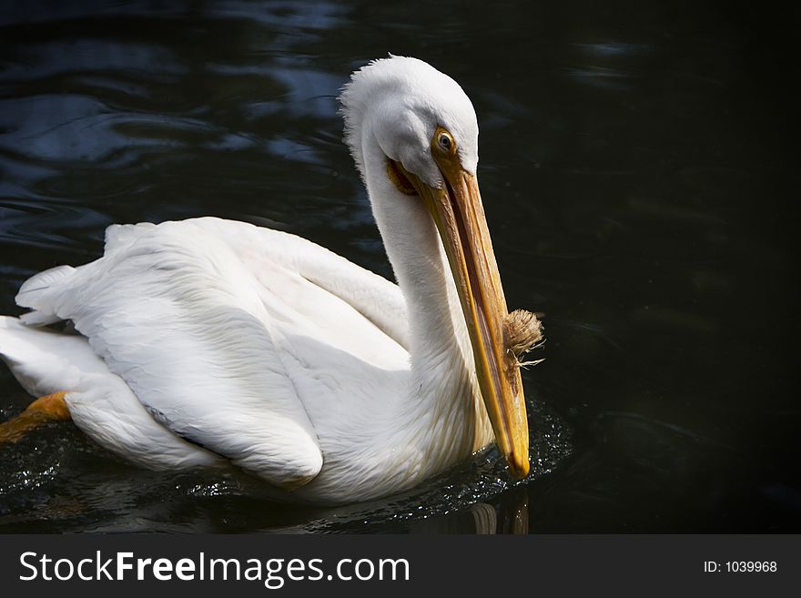 A pelican swimiing in the water