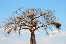 Baobab Crown With Big Nests Royalty Free Stock Photo Baobab Crown With Big Nests Royalty Free Stock Photo