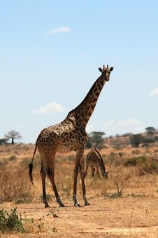 Giraffe In Plain Savanna Stock Images
