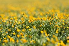 Field Of Yellow Flowers Stock Image