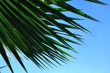 Palm Leaves Royalty Free Stock Photos Palm Leaves Royalty Free Stock Photos