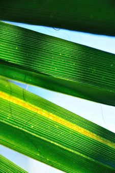 Palm Leaf Royalty Free Stock Photography Palm Leaf Royalty Free Stock Photography