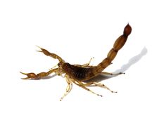 Scorpion Royalty Free Stock Photography Scorpion Royalty Free Stock Photography