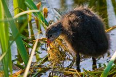 Juvenile Coot Bird In The Water Royalty Free Stock Photos