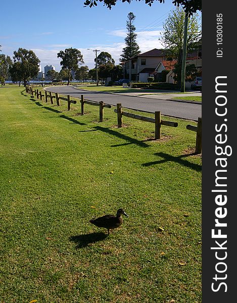 A duck enjoying the morning sun in Perth Western Auntralia. A duck enjoying the morning sun in Perth Western Auntralia