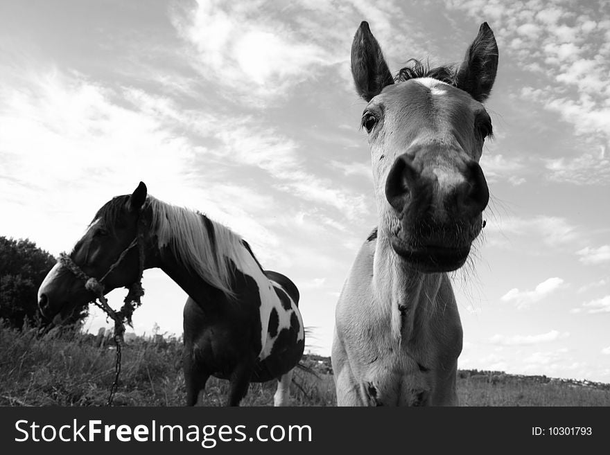 A foal on a pasture with its mother in the background in black and white. A foal on a pasture with its mother in the background in black and white