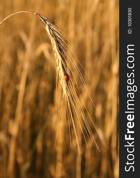 Ear Of Rye With A Ladybug On It. Ear Of Rye With A Ladybug On It