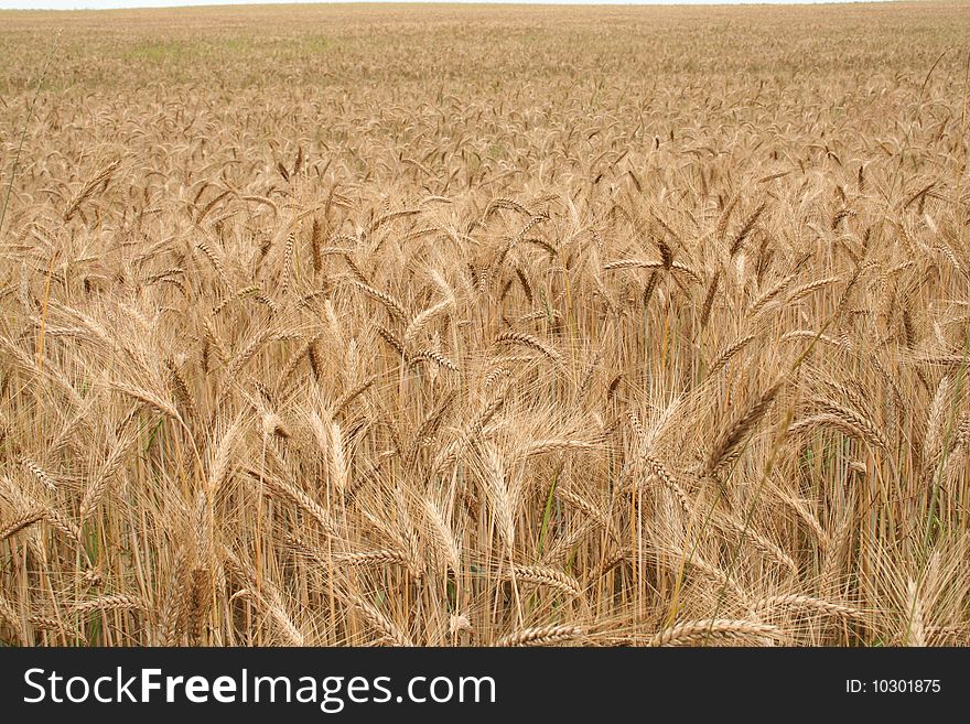 A field of cereal in July