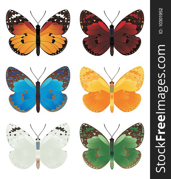 The beautiful butterflies of various colours. A  illustration. The beautiful butterflies of various colours. A  illustration