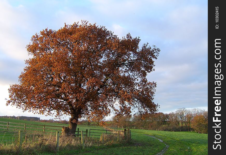 An isolated tree in Autumn