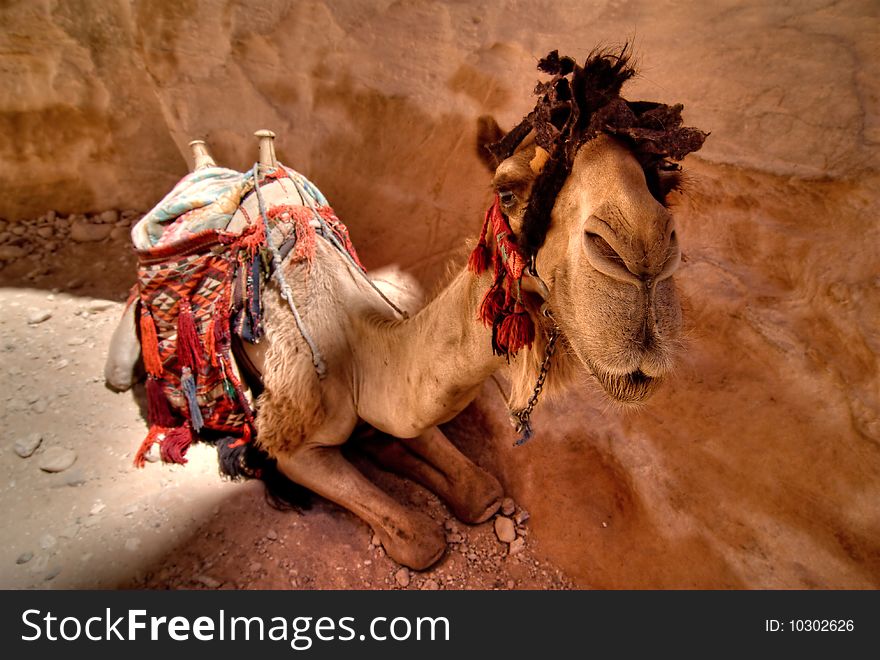 Camels in Petra reserve. Jordan.