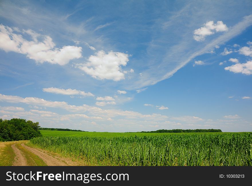 Clouds above the corn field