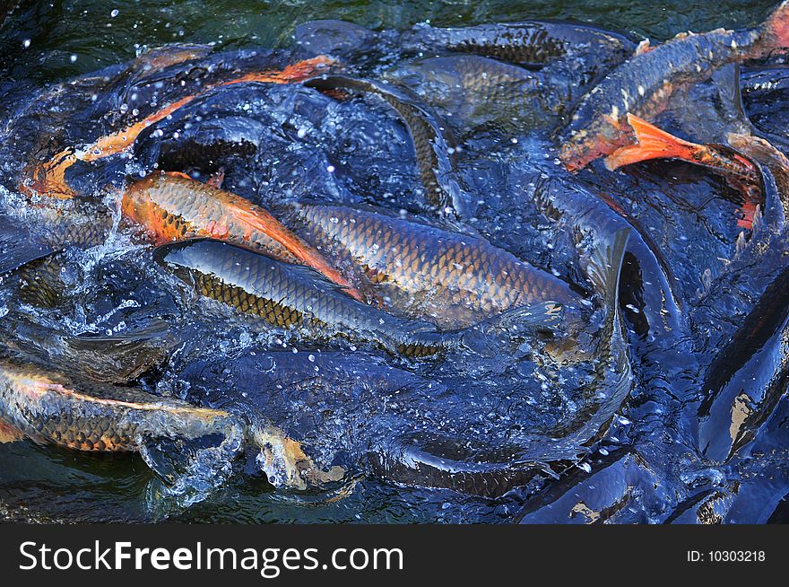 Ornamental fish in the city pond fighting for food even at seeing the photographer. Ornamental fish in the city pond fighting for food even at seeing the photographer