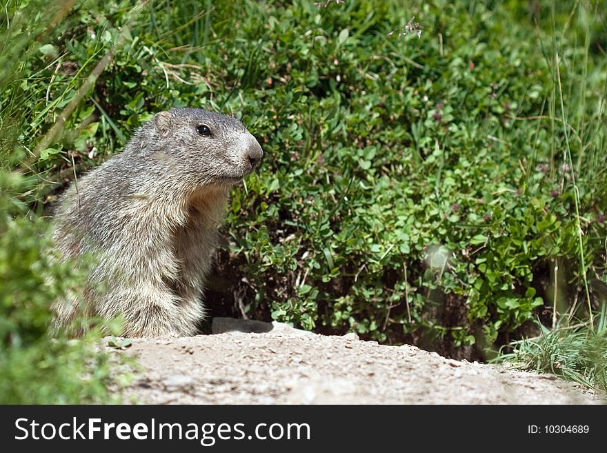 Marmot in the nature