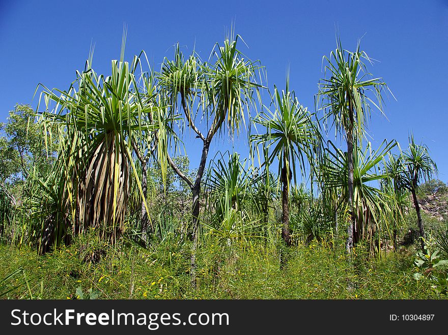 Vegetation in the Nitmiluk National Park - Northern Territory, Australia. Vegetation in the Nitmiluk National Park - Northern Territory, Australia.