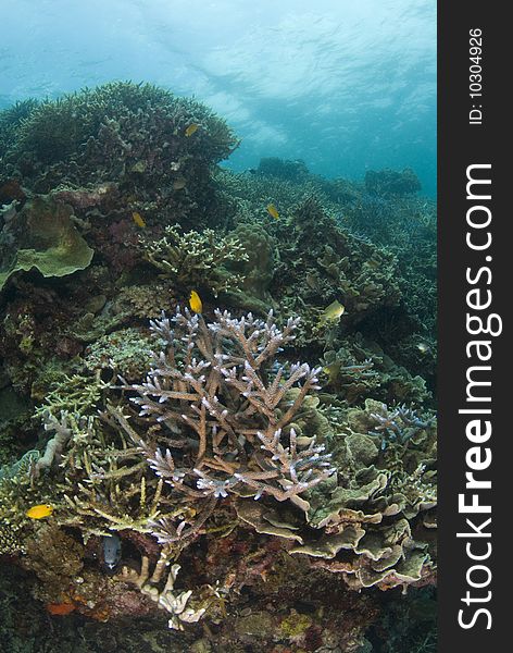 Staghorn coral on a prolific reef in the waters off Cebu Philippines. Staghorn coral on a prolific reef in the waters off Cebu Philippines