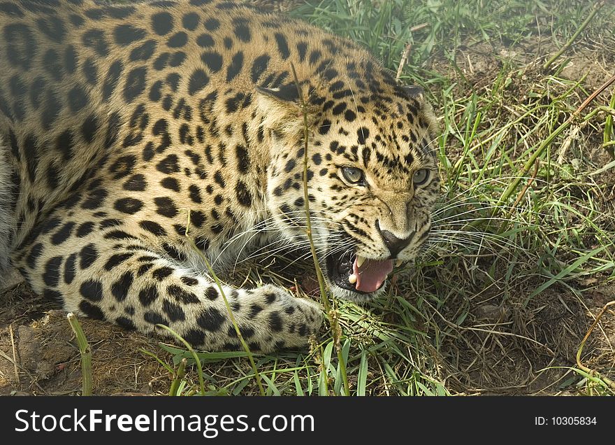 Amur Leopard (Panthera Pardurs Amurensis} from Asia Snarling.