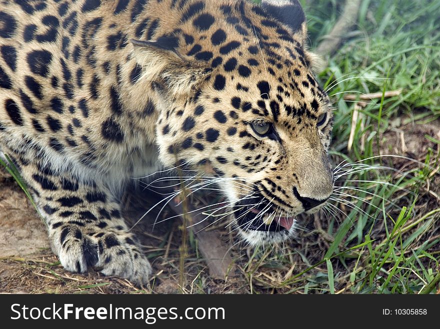 Amur Leopard stalking it's prey.