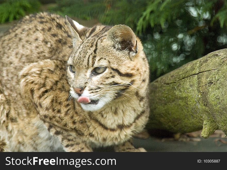 Geoffroy's Cat