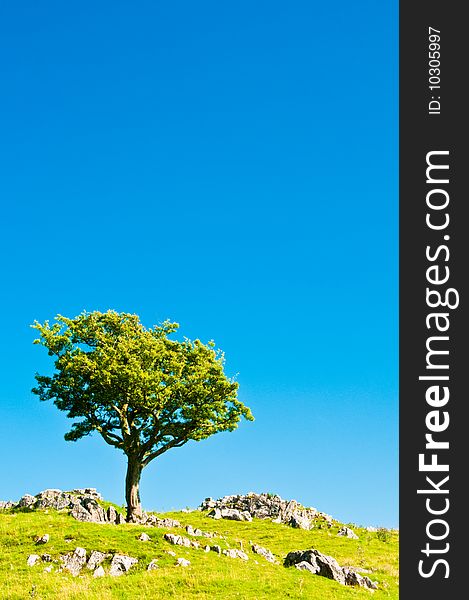 Tree on Hill with blue sky and green grass