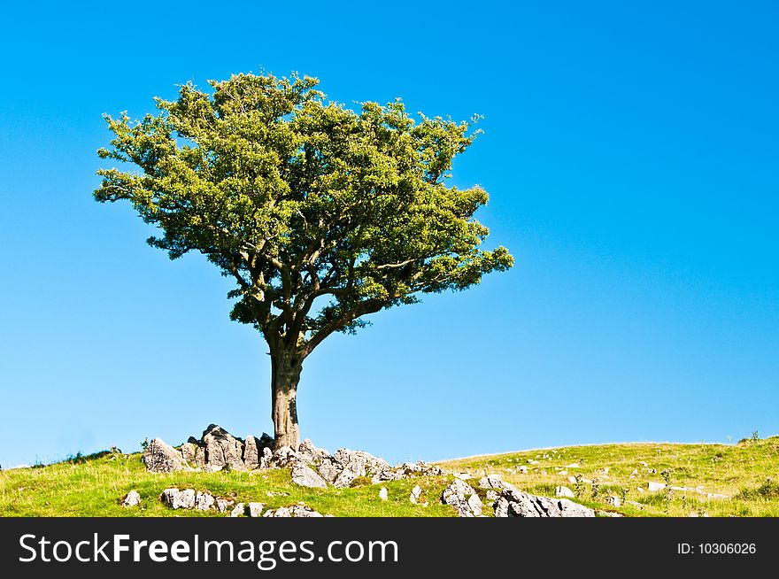 Tree on Hill with blue sky and green grass