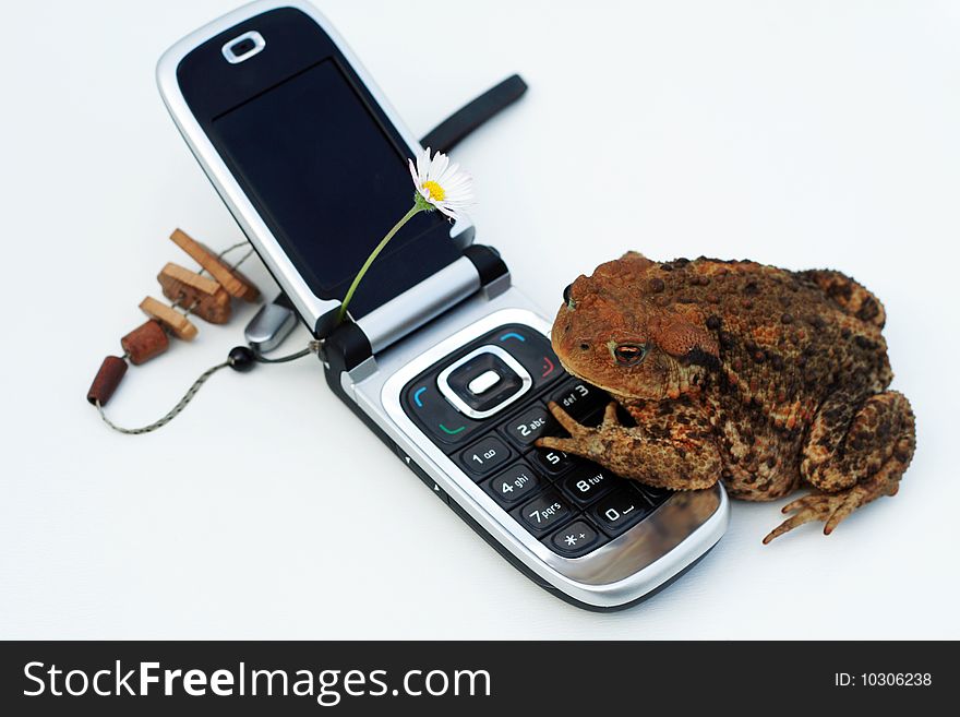 Frog at the opened telephone. Frog at the opened telephone