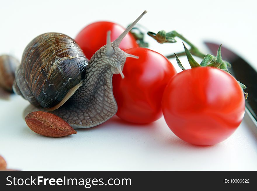 A snail creeps on a tomato. A snail creeps on a tomato