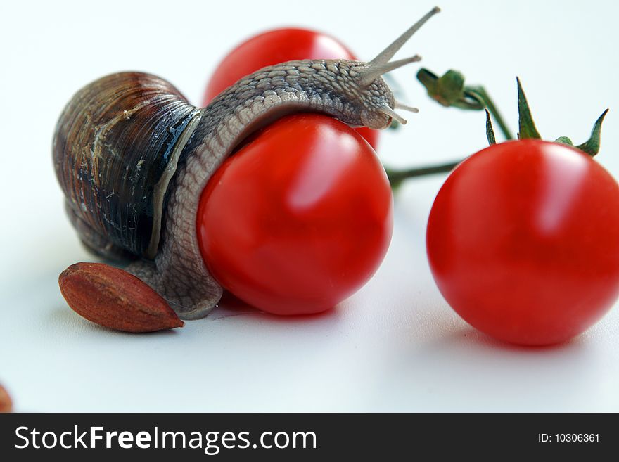 A snail investigates a tomato. A snail investigates a tomato