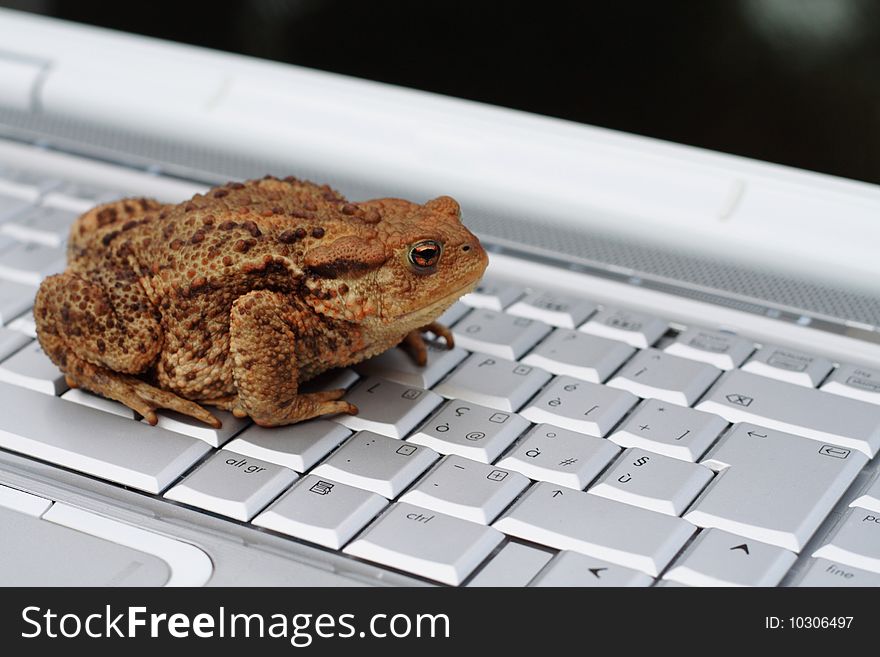 A toad sits on the keyboard. A toad sits on the keyboard