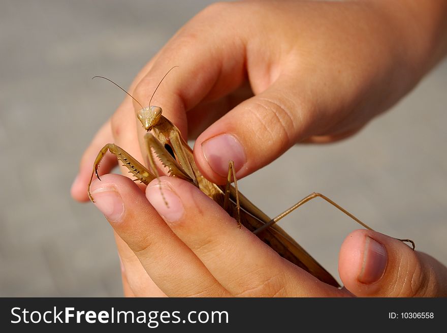 Mantis in Hands