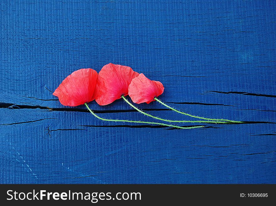 Three Wild Red Poppies On A Wooden Board