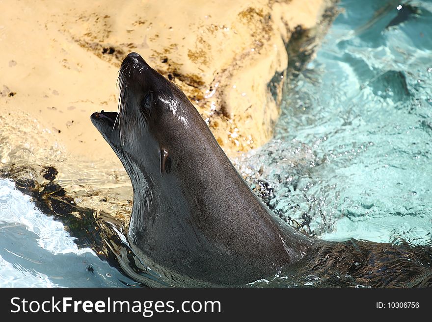 Seal in water posing in an aggressive manner. Seal in water posing in an aggressive manner