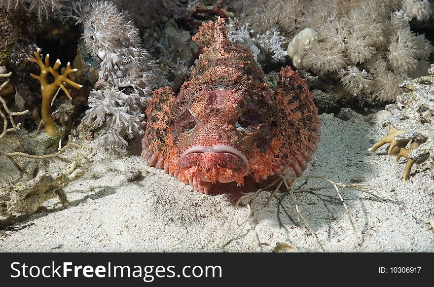 Smallscale scorpiofish in the red sea.