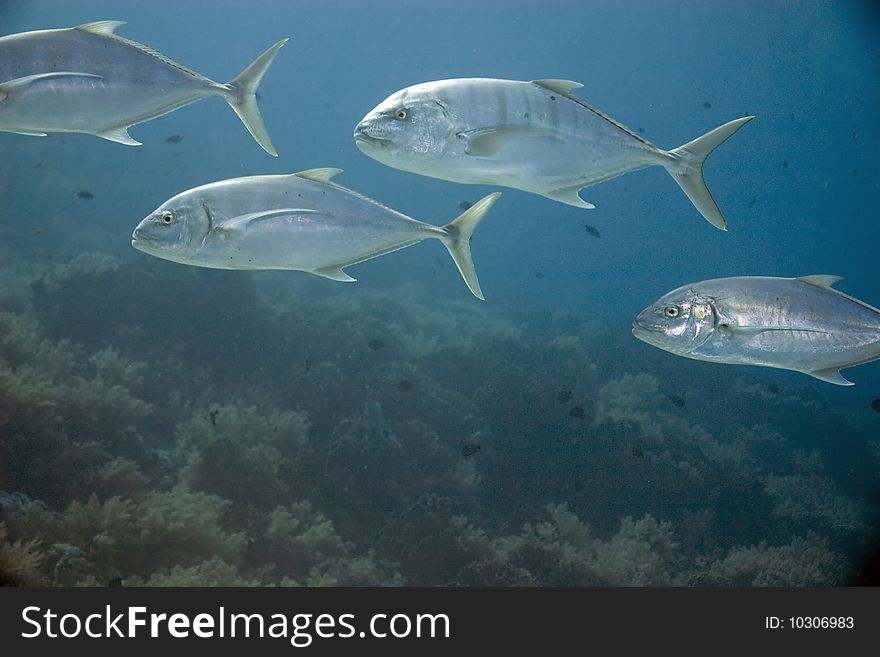 Golden trevally in the red sea.