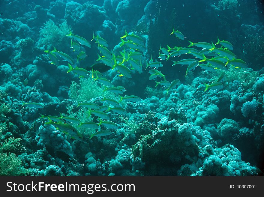 Yellowfin goatfish in the red sea.