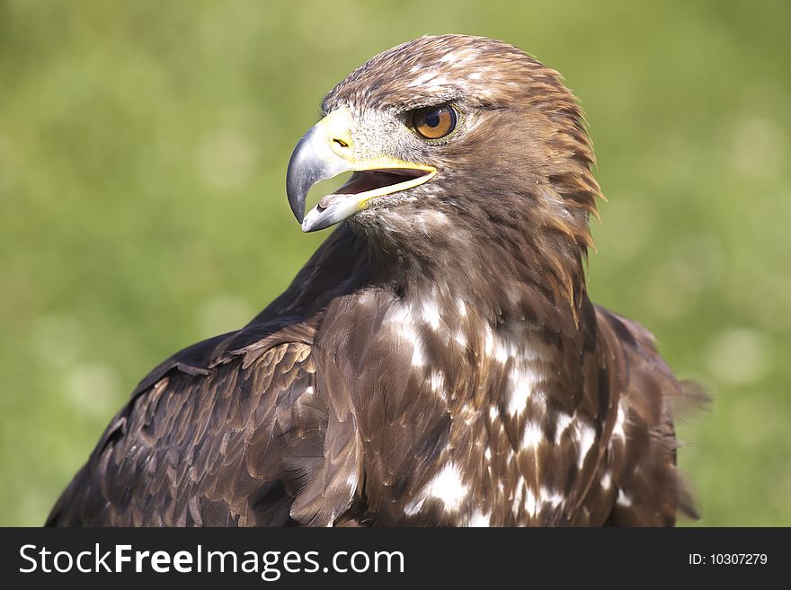 Buzzard - wild bird on the Alb in Germany