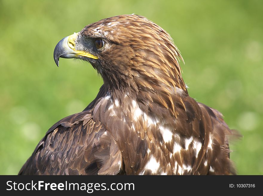 Buzzard - wild bird on the Alb in Germany