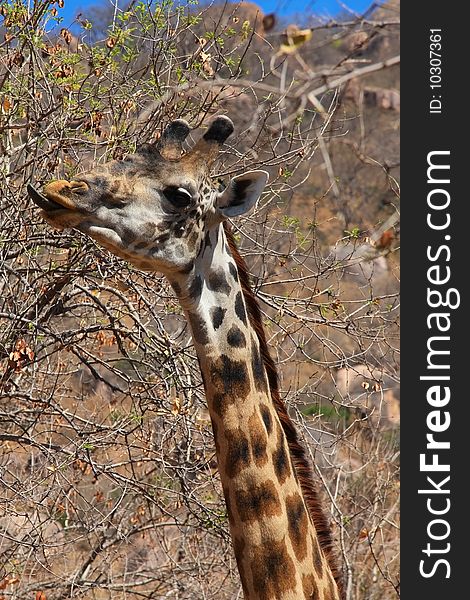 Young giraffe eating bush. Ruaha National Park, Tanzania, Central Africa.