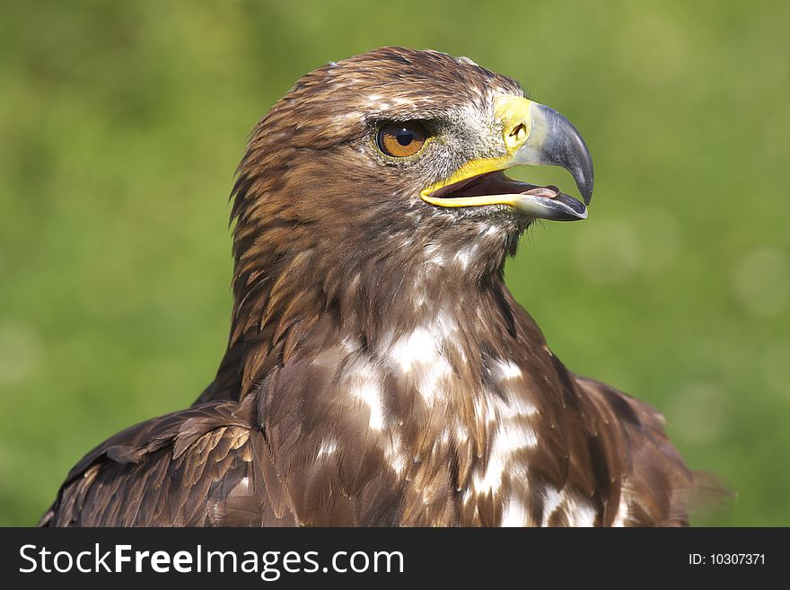 Buzzard - wild bird on the Alb in Germany