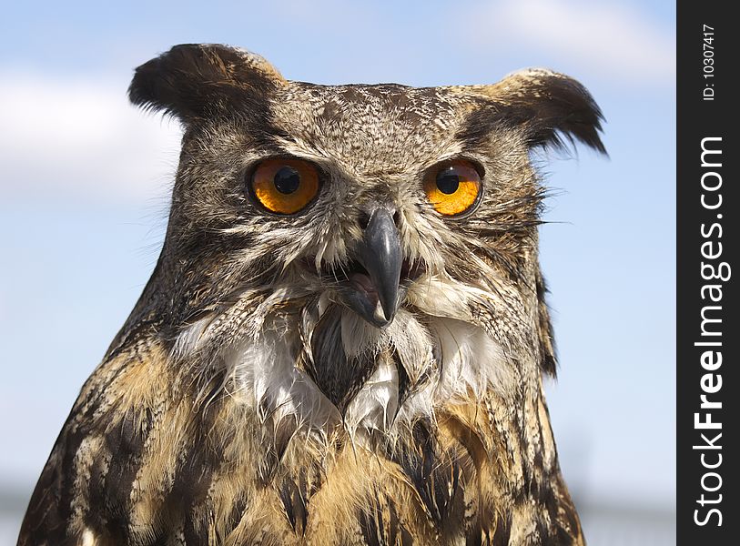 Owlet - wild bird on the Alb in Germany