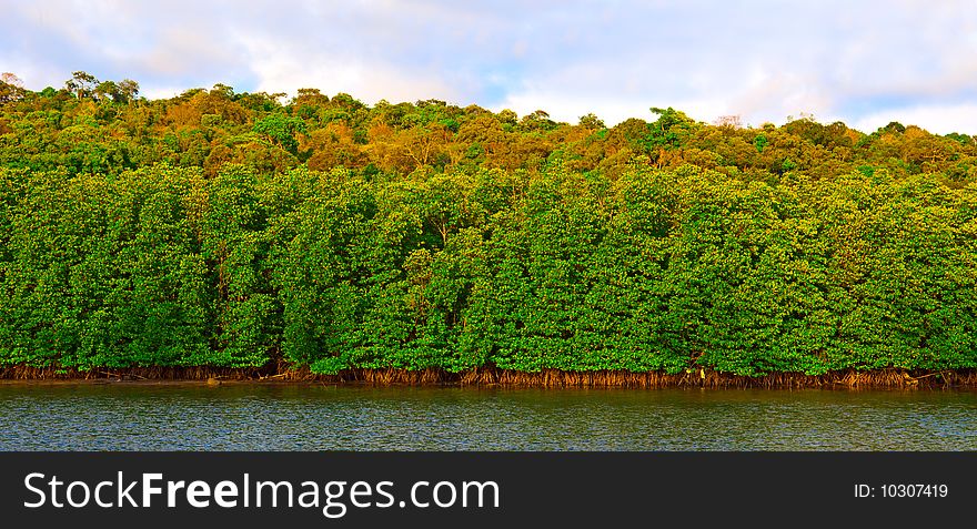 Green Forest Near Tropical Lake