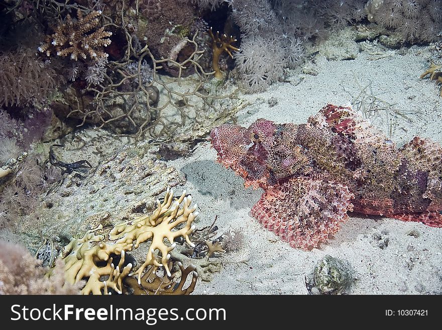 Smallscale scorpiofish in the red sea.