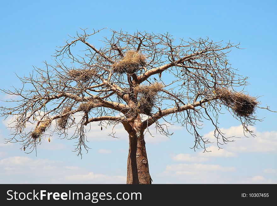 Baobab Crown With Big Nests